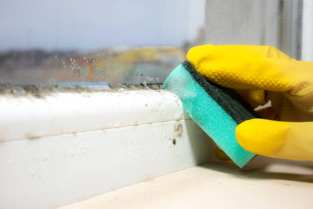 Best Attic Mold Remediation in Chatham, IL