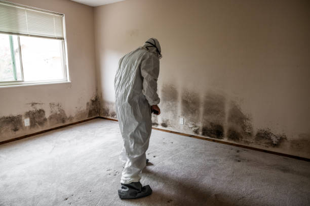 Best Industrial Mold Remediation in Chatham, IL