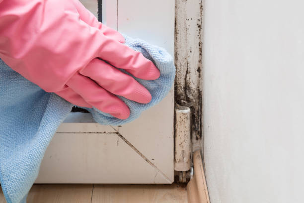 Best Kitchen Mold Remediation in Chatham, IL